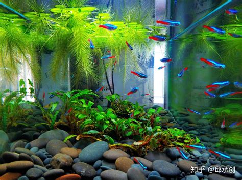 站立視線高度 水生 植物 魚缸